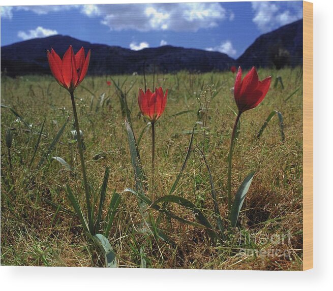 Botanical Wood Print featuring the photograph Tulipa Doerfleri by Paul Harcourt Davies/science Photo Library