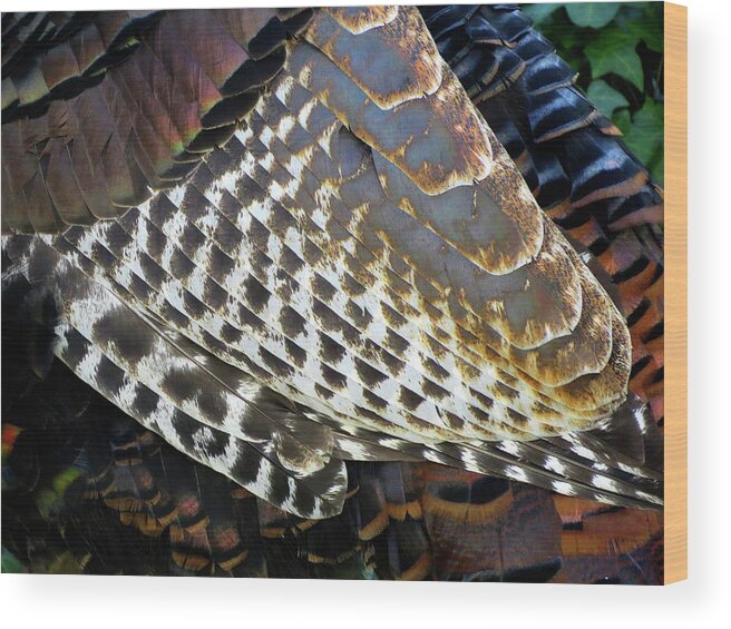 Feathers Wood Print featuring the photograph Turkey Feathers by Linda Stern