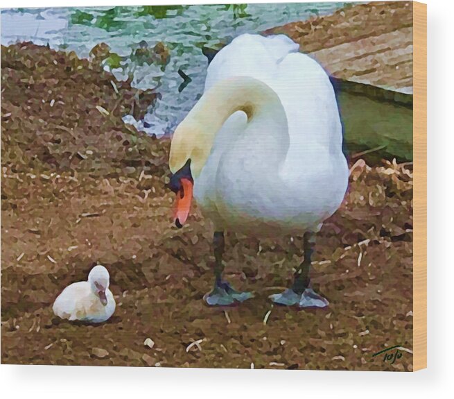 Swan Wood Print featuring the photograph Ugly Duckling by Tom Johnson