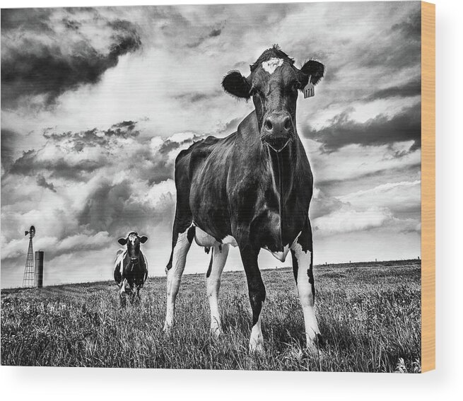 Animals Wood Print featuring the photograph Waiting Bw by Aledanda