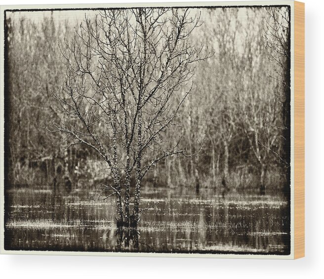 Landscape Wood Print featuring the photograph Wasserbaum by Jorg Becker