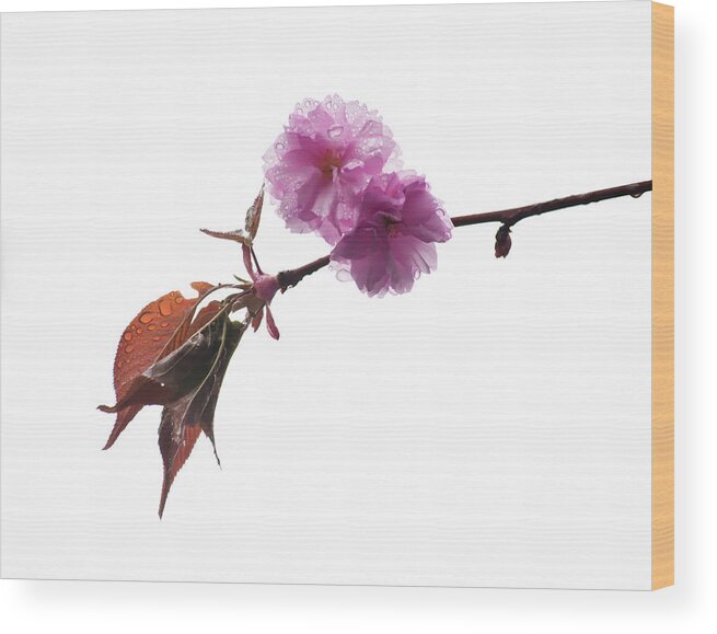Hanging Wood Print featuring the photograph Wet Cherry Blossoms by Orlin Bertsch