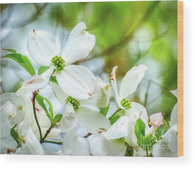 Dogwood Wood Print featuring the photograph White Dogwood Blossoms by Amy Dundon