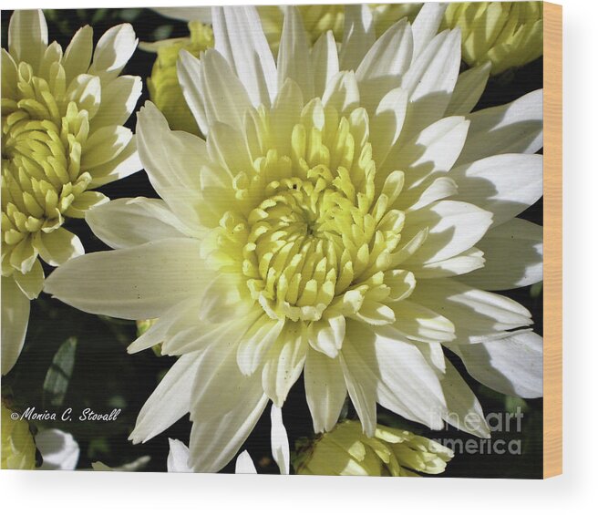 Dahlia Flower Wood Print featuring the photograph White Flowers W8 by Monica C Stovall