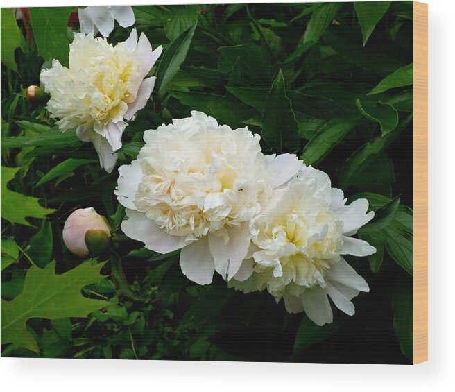 White Peonies Wood Print featuring the photograph White Peony Trio by Mike McBrayer