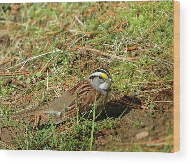 White-throated Sparrow Wood Print featuring the photograph White-throated Sparrow by Lyuba Filatova