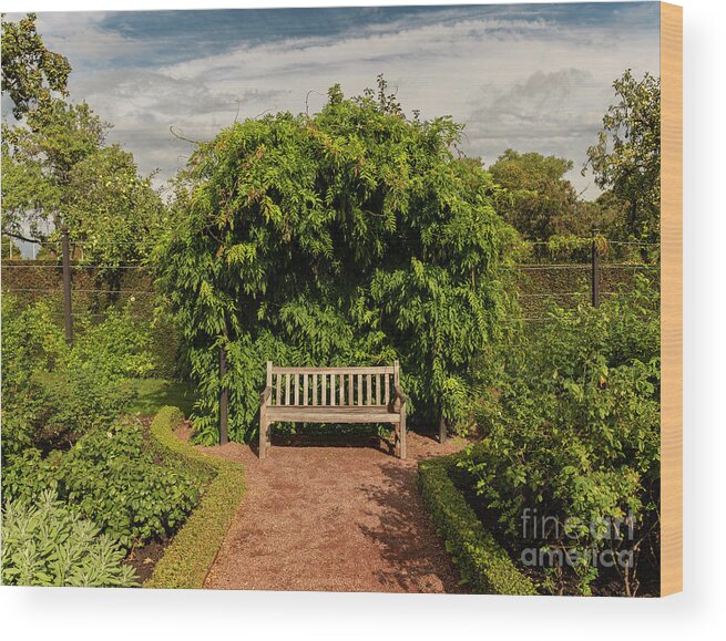 Hedge Wood Print featuring the photograph Wooden garden bench by Sophie McAulay