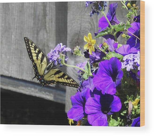 Butterfly Wood Print featuring the photograph Yellow Butterfly by Kathy Ozzard Chism