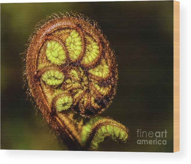 Fern Wood Print featuring the photograph Young fern leaves by Lyl Dil Creations