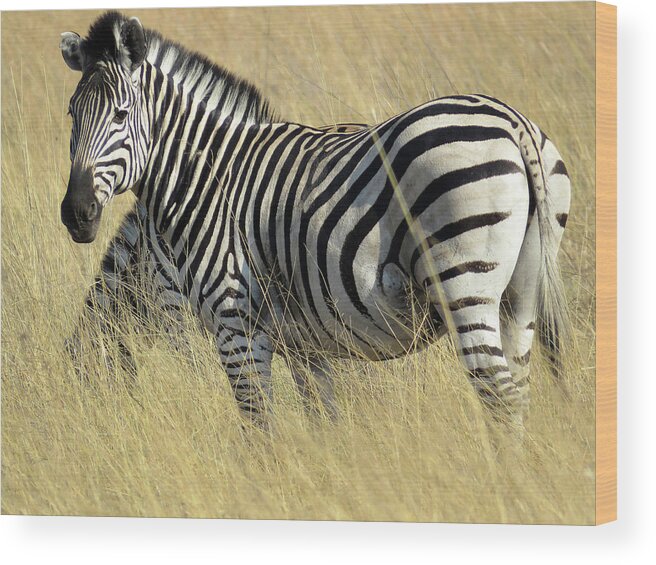 Africa Wood Print featuring the photograph Zebra by Eric Pengelly