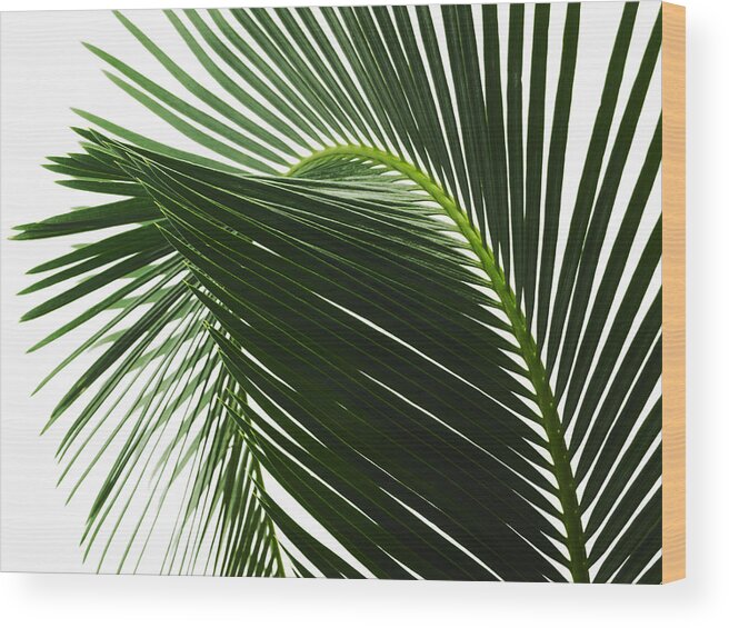 White Background Wood Print featuring the drawing A glossy green palm leaf in close up, with central rib and paired fronds. #1 by Mint Images/ David Arky