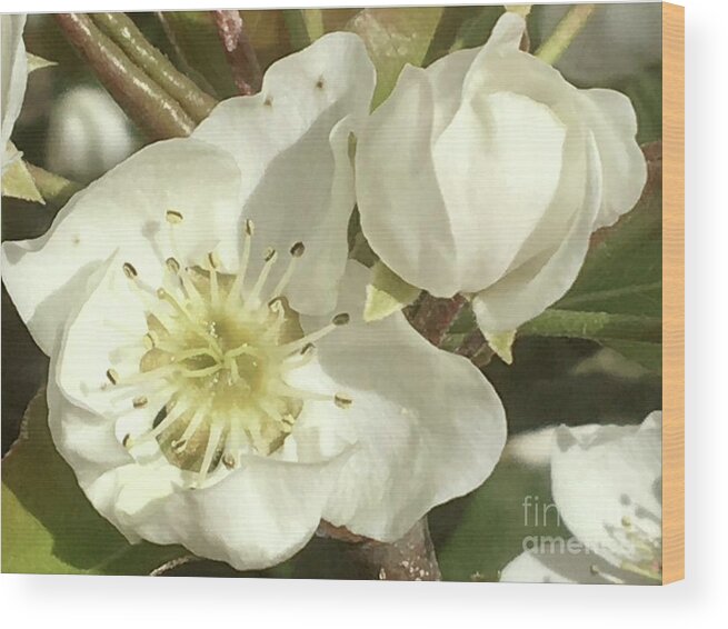 Pear Flowers Wood Print featuring the photograph Calm Observation by Carmen Lam