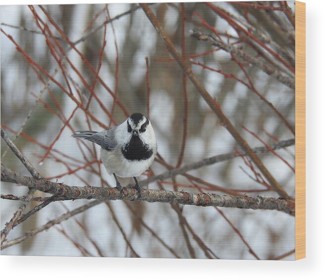 Western Canada Birds Wood Print featuring the photograph Chickadee #1 by Nicola Finch