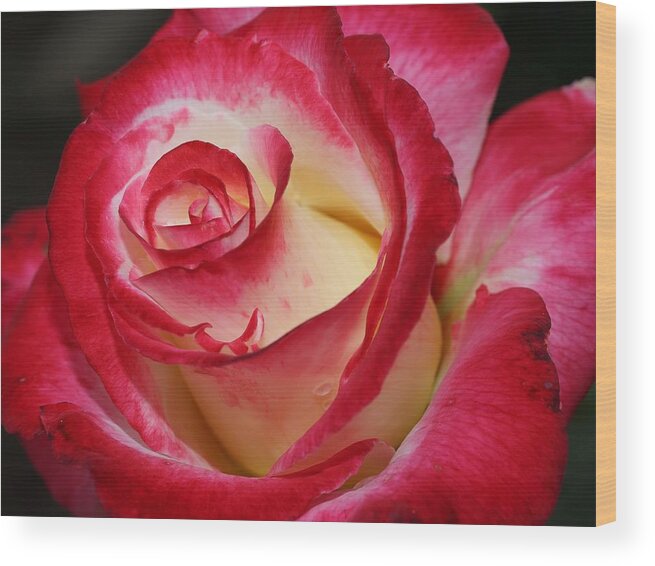 Rose Wood Print featuring the photograph Multi-colored Rose by Mingming Jiang