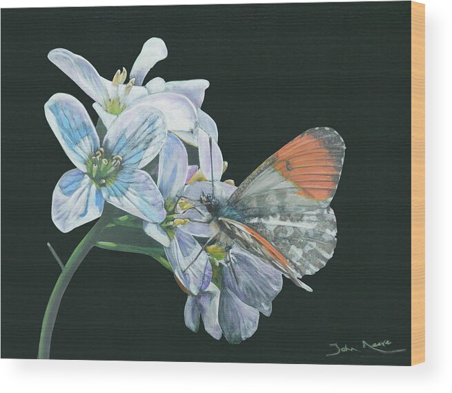 Butterfly Wood Print featuring the painting Orange Tip #2 by John Neeve