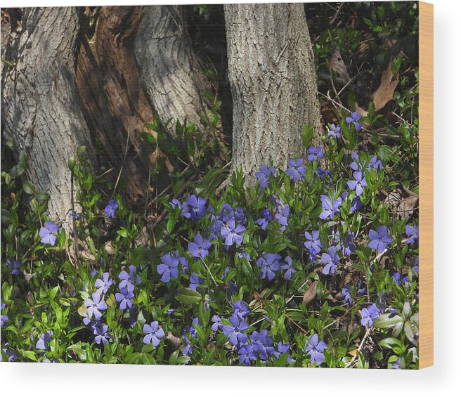 Perwinkle Wood Print featuring the photograph Spring Has Sprung #1 by Living Color Photography Lorraine Lynch