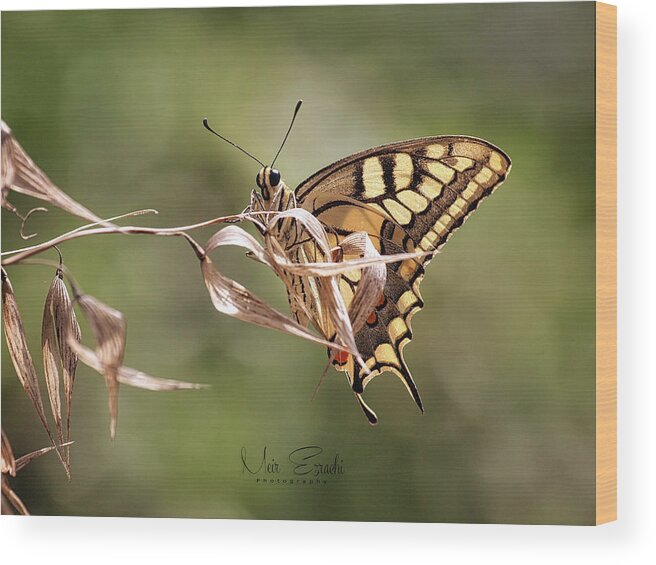 Swallowtail Wood Print featuring the photograph Swallowtail #1 by Meir Ezrachi