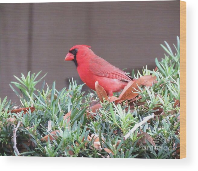 Cardinal Wood Print featuring the photograph Watching the World Go By #2 by World Reflections By Sharon