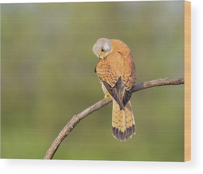 Animal Wood Print featuring the photograph Lesser kestrel - Falco naumanni #2 by Jivko Nakev