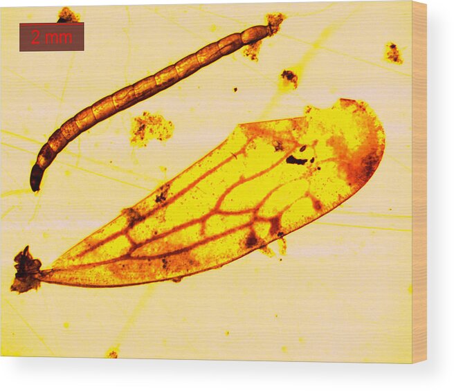 Microscope Wood Print featuring the photograph Mosquito larva under a microscope #2 by PhotoStock-Israel