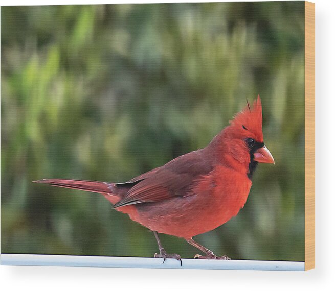 Red Wood Print featuring the photograph Northern Cardinal #2 by Dart Humeston