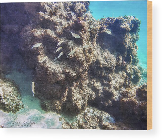 Fish Wood Print featuring the photograph Underwater #2 by Meir Ezrachi