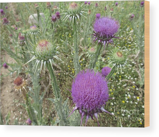 Path Wood Print featuring the photograph Thistle flowers along our path near Valle de Abdalajis #2 by Chani Demuijlder