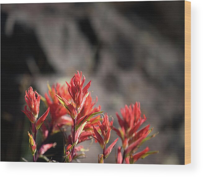  Wood Print featuring the photograph Indian Paintbrush #7 by Laura Terriere