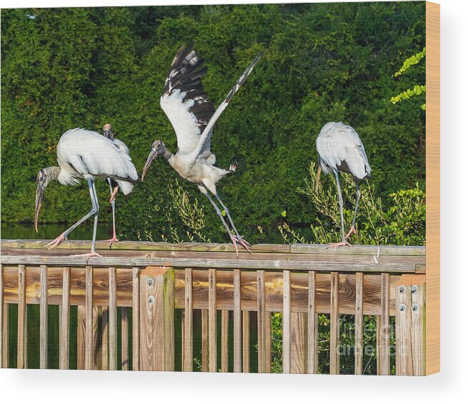 Storks Wood Print featuring the photograph A Band of Brother Storks at Eagle Lake Park in Florida by L Bosco