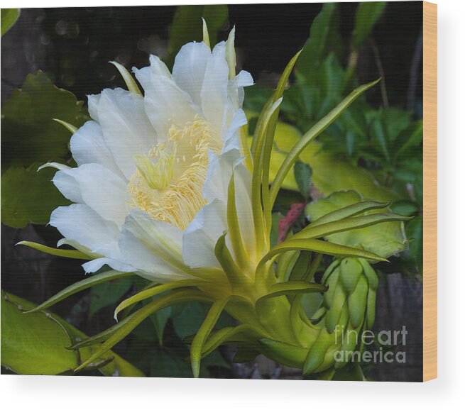 Dragon Fruit Wood Print featuring the photograph A Flowering Dragon Fruit Plant by L Bosco