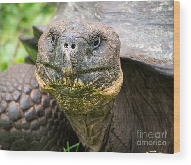Galapagos Tortoise Wood Print featuring the photograph A Galapagos Tortoise at The Ranch Manzanillo Preserve by L Bosco