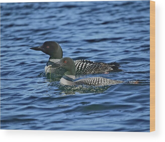 Bird Wood Print featuring the photograph A Pair of Loons by Dale Kauzlaric