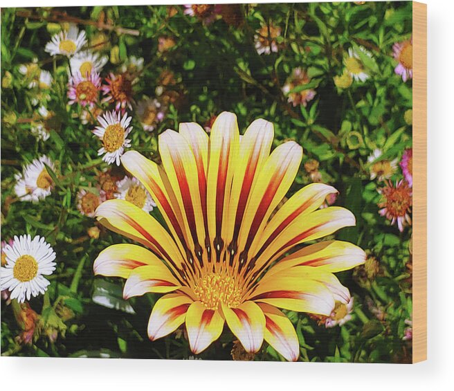 Flowers Wood Print featuring the photograph A Sunrise of Flowers by Marcus Jones