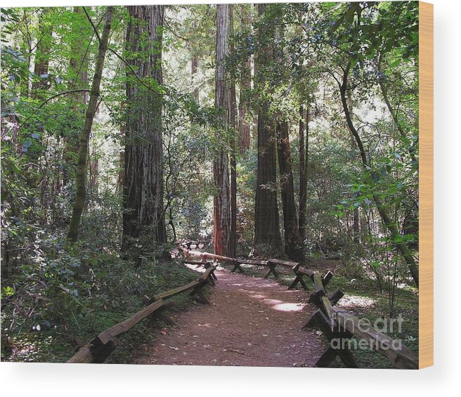 Sequoias Wood Print featuring the photograph A Walk In The Woods by Mel Steinhauer