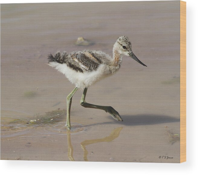 American Avocet Chick #0098 Wood Print featuring the digital art American Avocet Chick #0098 by Tom Janca