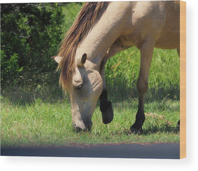 Coco Wood Print featuring the photograph Assateague Buckskin Mare Coco by Bill Swartwout