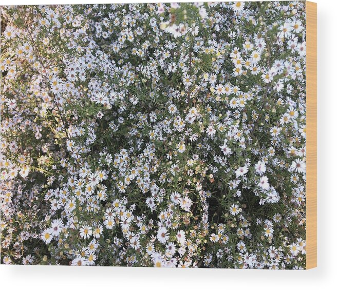 Asters Wood Print featuring the photograph Asters Wildflowers by Valerie Collins