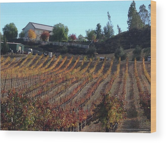 Autumn Wood Print featuring the photograph Autumn Vines Temecula by Roxy Rich