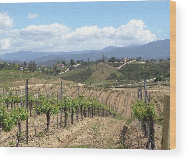 Avensole Wood Print featuring the photograph Avensole Vineyard Temecula by Roxy Rich