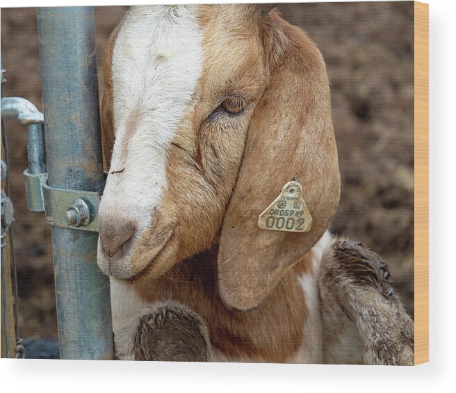 Goat Wood Print featuring the photograph Awwww by Leslie Struxness