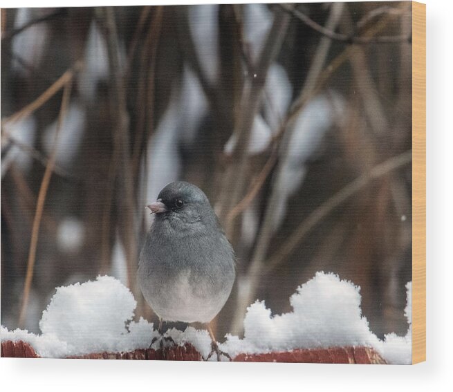 Junco Wood Print featuring the photograph Baby, it's Cold Outside by Laura Putman