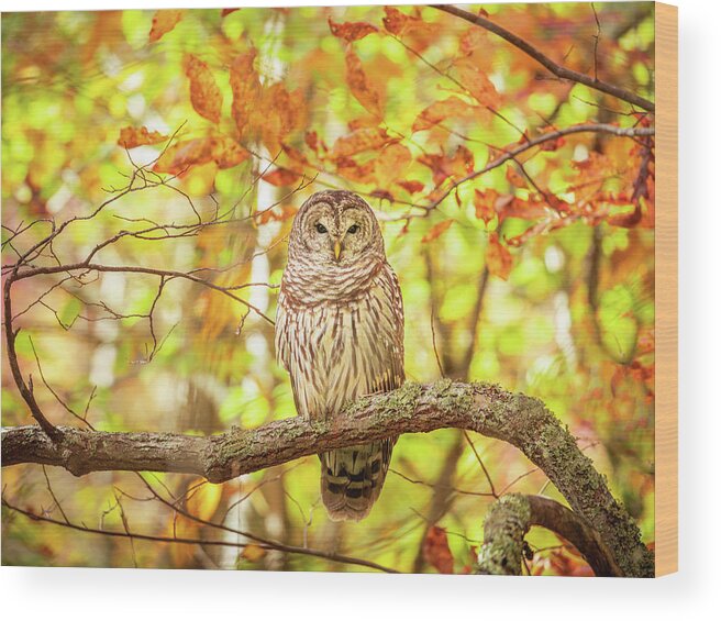 Barred Owl Wood Print featuring the photograph Barred Owl In Autumn Natchez Trace MS by Jordan Hill