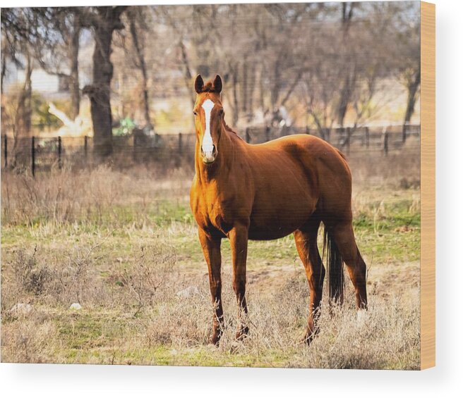Horse Wood Print featuring the photograph Bay Horse 1 by C Winslow Shafer