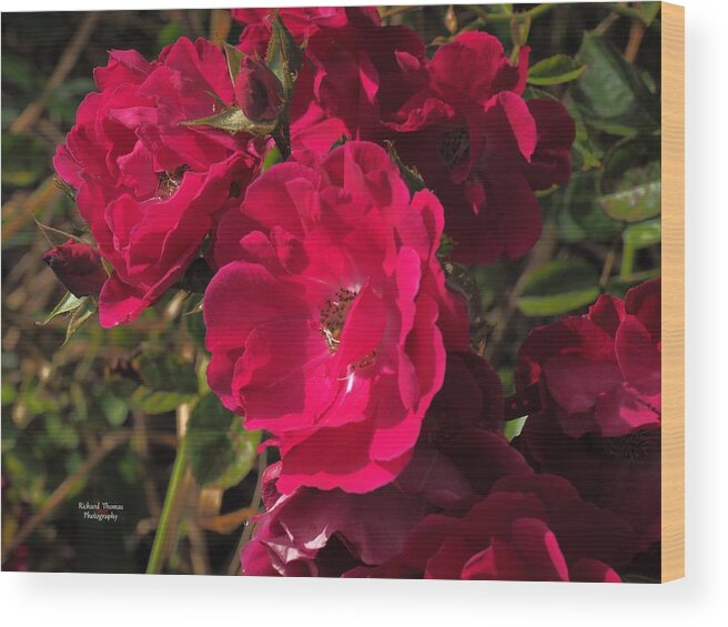 Botanical Wood Print featuring the photograph Beautiful Red Roses by Richard Thomas