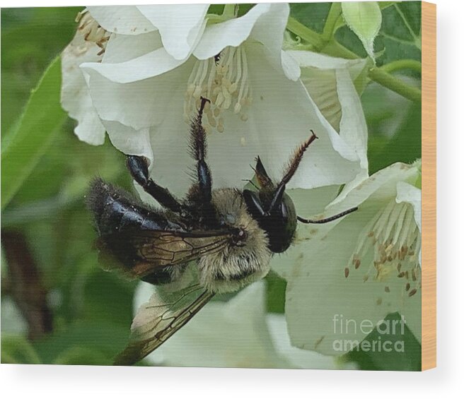 Bee Wood Print featuring the photograph Bee Smart by Catherine Wilson
