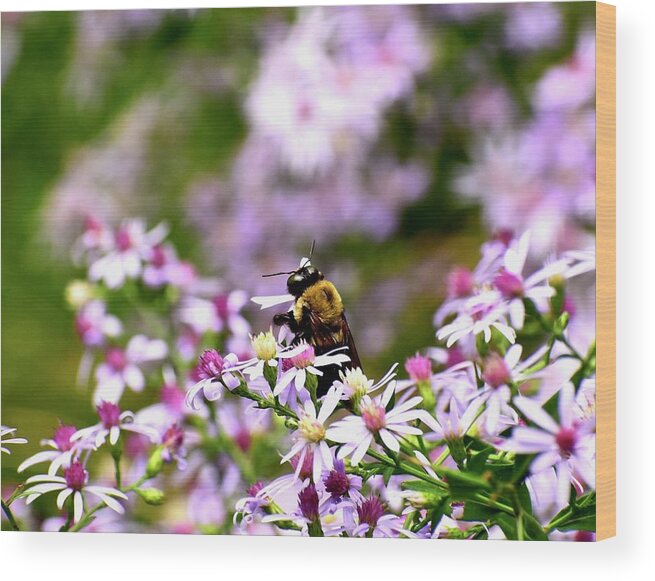 Asters Wood Print featuring the photograph Bee-youtiful Asters by Lynn Hunt
