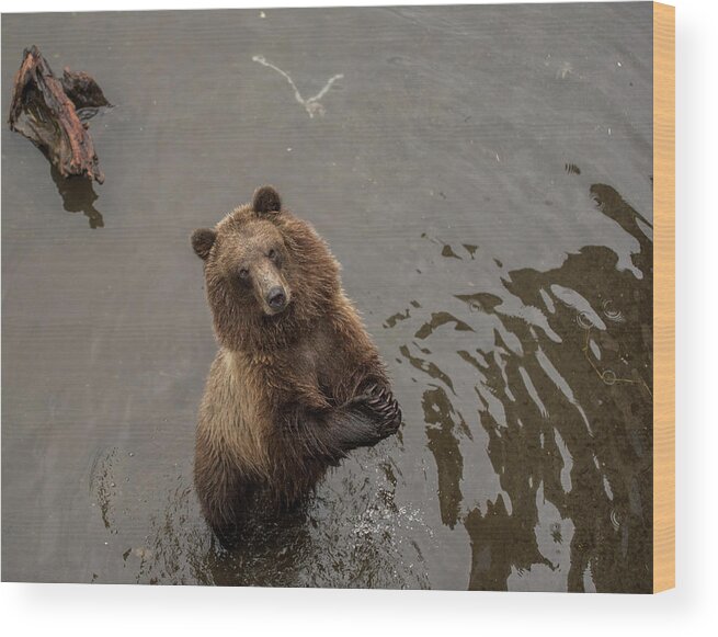Brown Bear Wood Print featuring the photograph Begging Bear by David Kirby