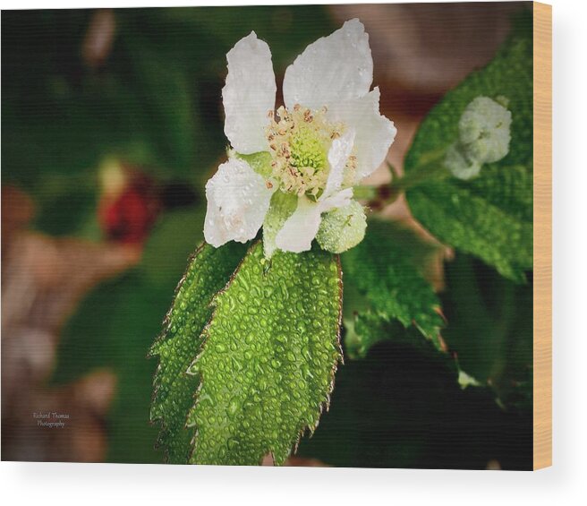 Berry Blossom Wood Print featuring the photograph Berry Blossom Late by Richard Thomas