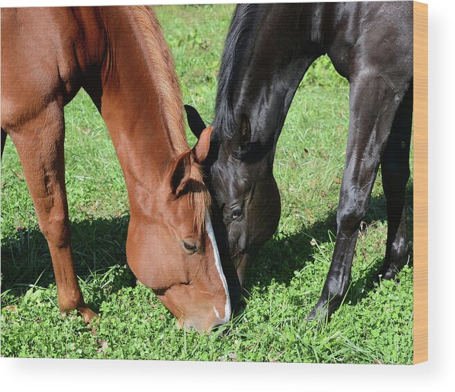 Horse Wood Print featuring the photograph Best of Friends by Julia Wilcox