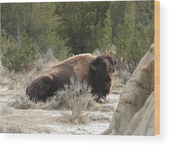 Bison Wood Print featuring the photograph Bison On The Trail 2 by Amanda R Wright